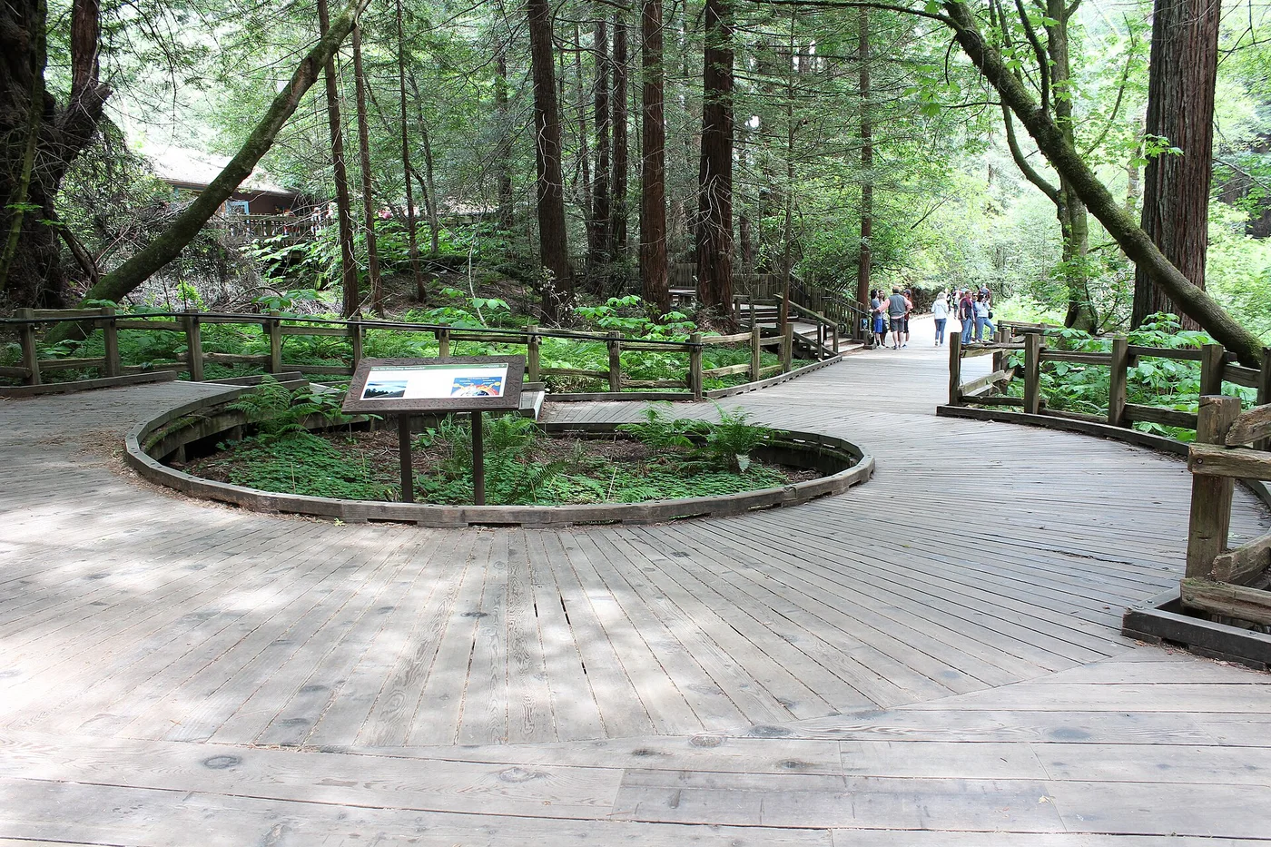 Muir Woods 红木林间的宽木栈道与长椅