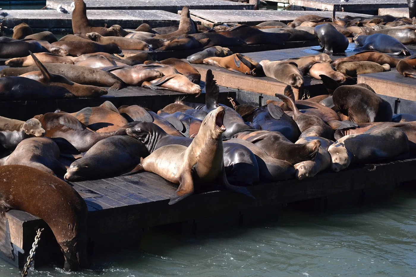 PIER 39 水边浮台上休息的加州海狮