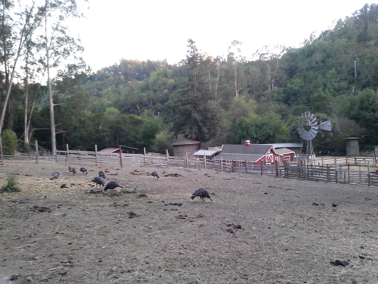 Tilden Little Farm 的红色农舍、风车、围栏与场地上的禽鸟