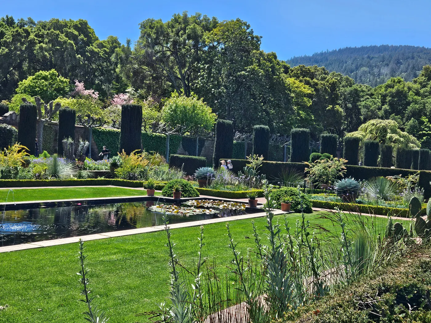 Filoli 花园的水池、草坪和修剪整齐的树篱