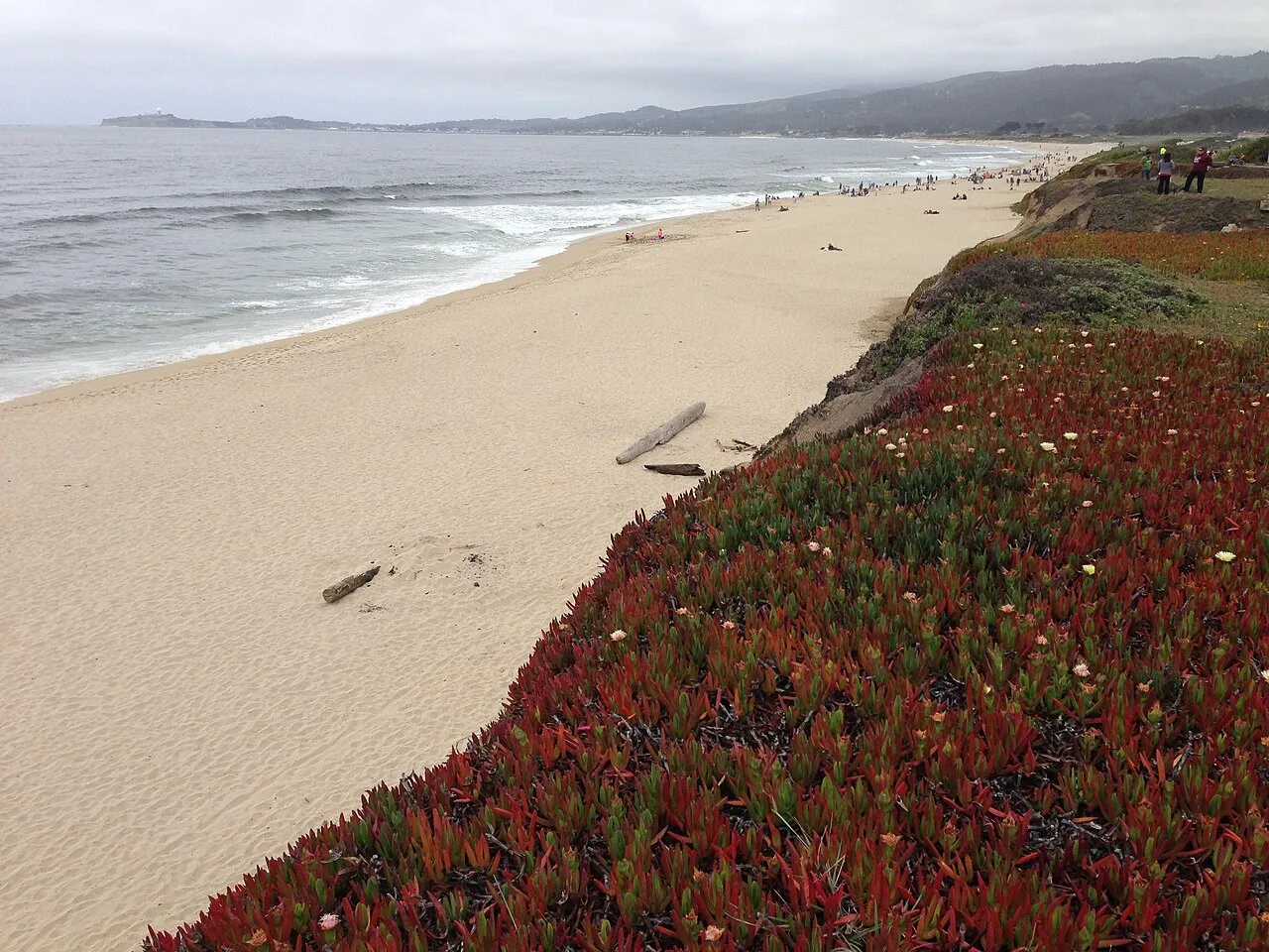 Half Moon Bay 海滩、沙岸与海岸植被