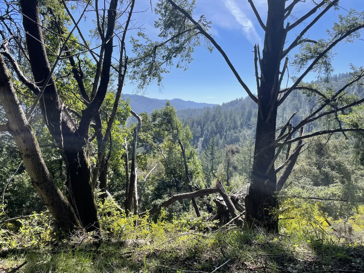 从 Bear Creek Redwoods 林间步道望向山坡