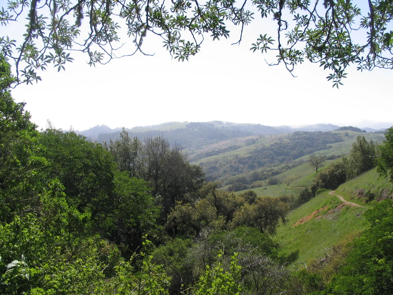 Monte Bello 的 Bella Vista 步道、绿色山坡与林地