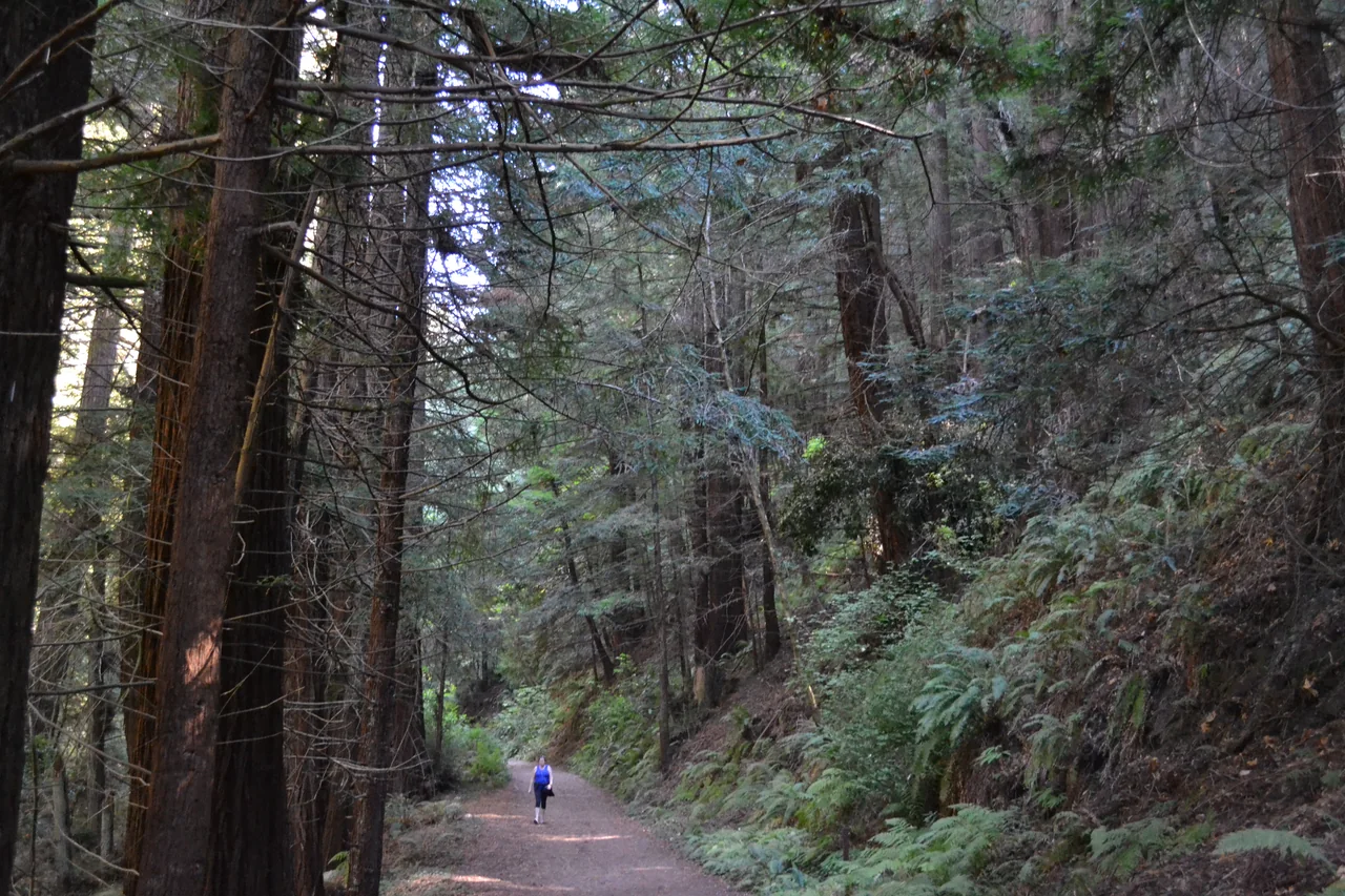 Purisima Creek Trail 的红杉林与土路
