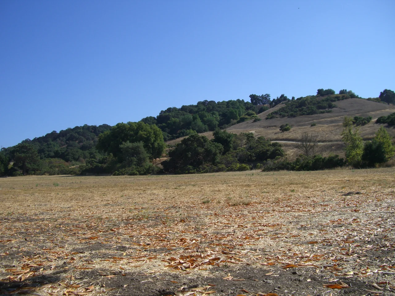 Rancho San Antonio 保护区的草地、山坡与树木