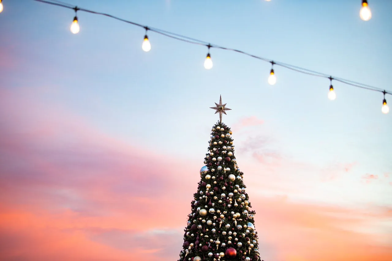 The top of a Christmas tree at dusk