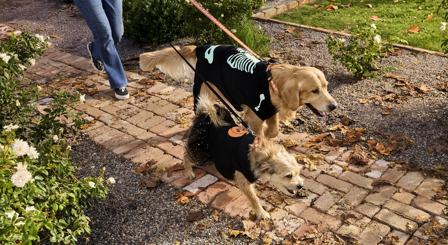 PetSmart 官方万圣节宣传照片，一只狗穿着骷髅图案服装在户外散步