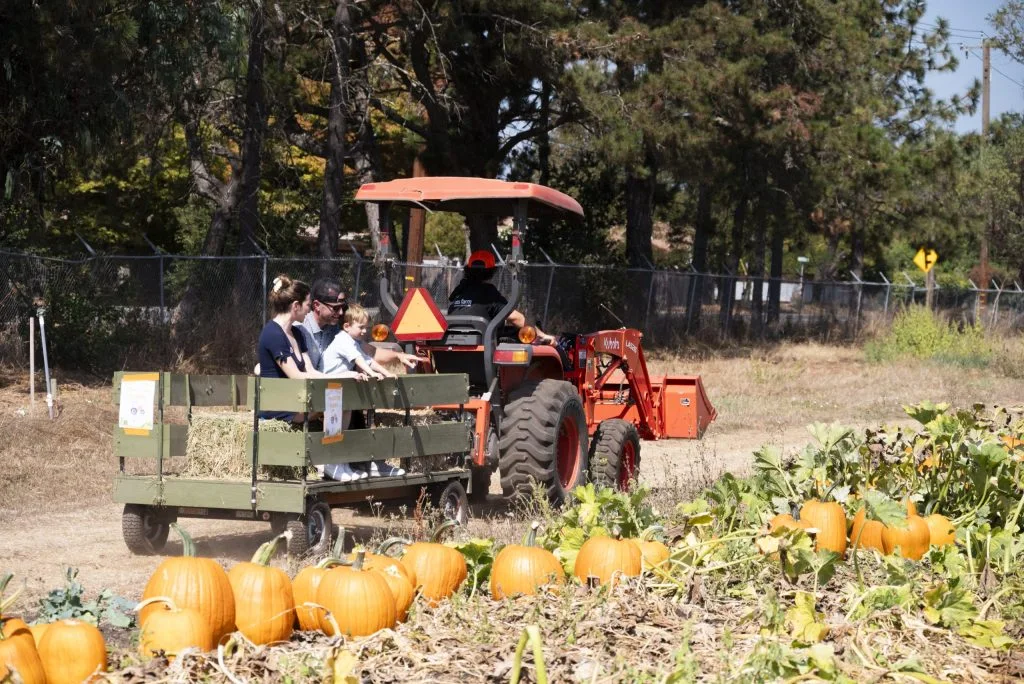 A farm tractor, pumpkins and an autumn landscape
